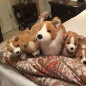 The third extra: masters of disguise, which even an Indian Sharp Eye will not find