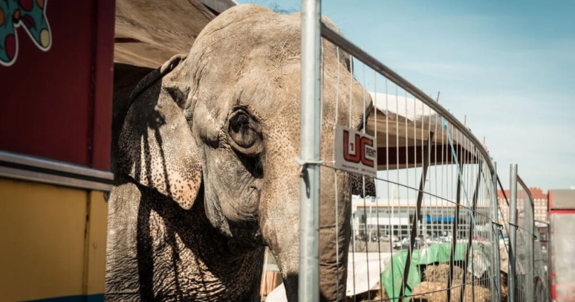 The tragic death of the elephant Tyke, which forever changed the attitude towards the circus