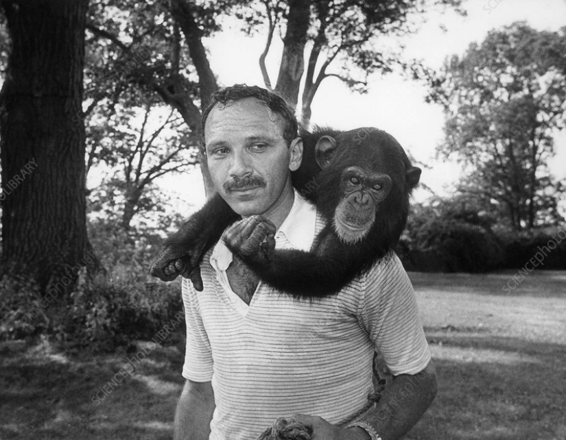 The tragic fate of Nim Chimpsky, or is it possible to make a man out of a monkey The tragic fate of Nim Chimpsky, or is it possible to make a man out of a monkey