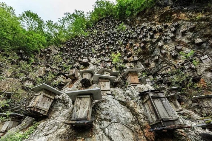 The unique hive wall is the only wild bee sanctuary in China