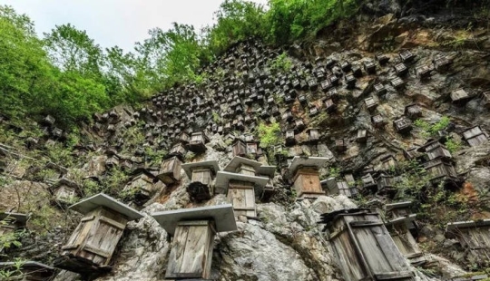The unique hive wall is the only wild bee sanctuary in China