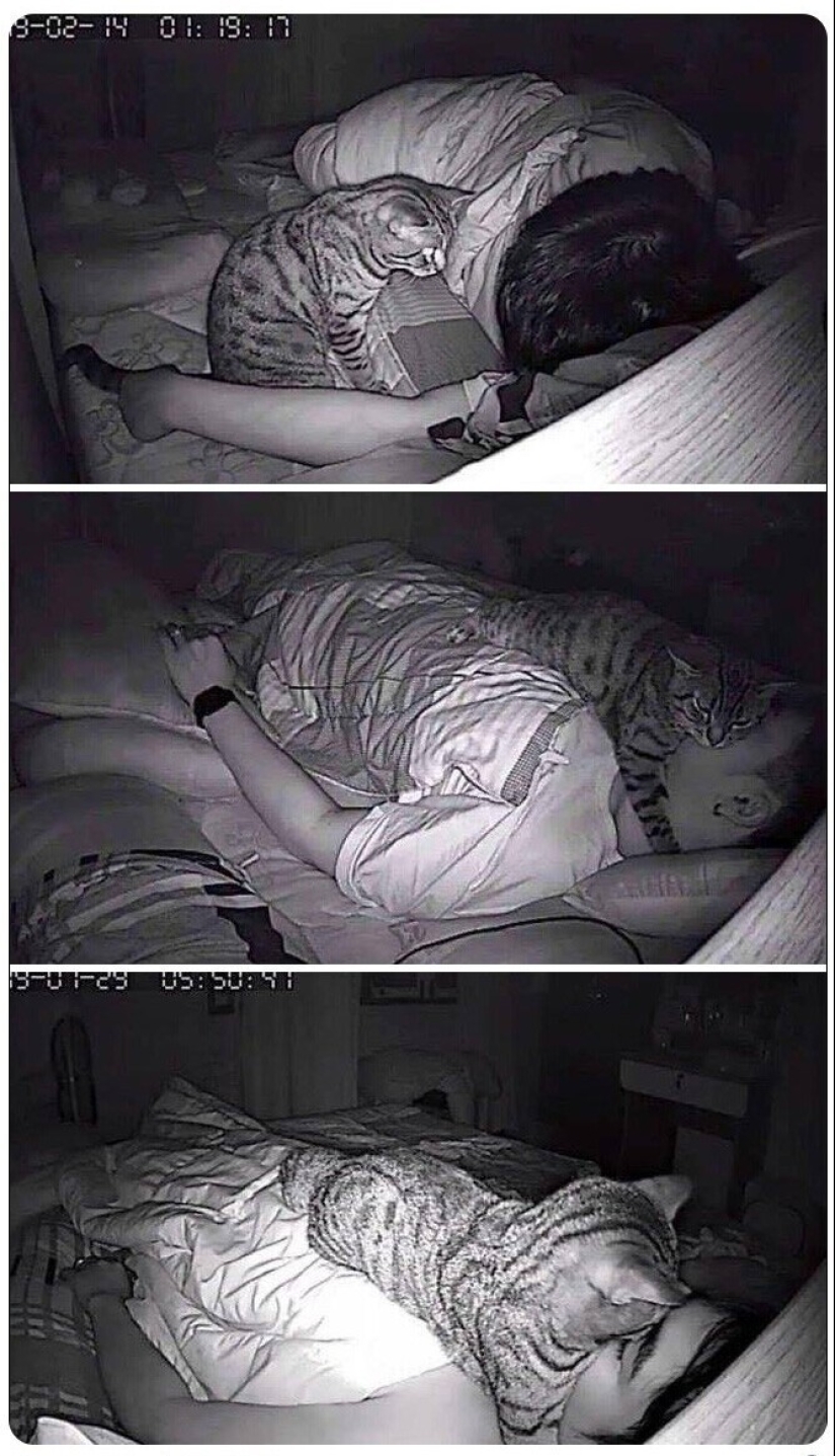 The very arrogance: cats who didn't care about the norms of good behavior