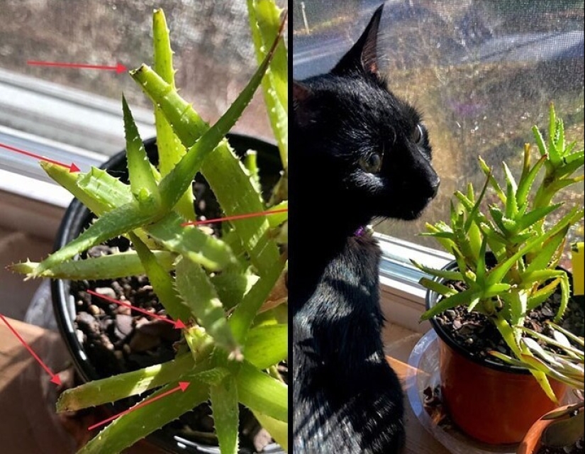 The very arrogance: cats who didn't care about the norms of good behavior