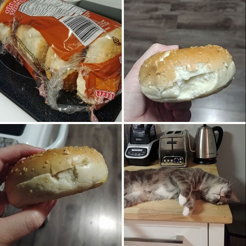 The very arrogance: cats who didn't care about the norms of good behavior