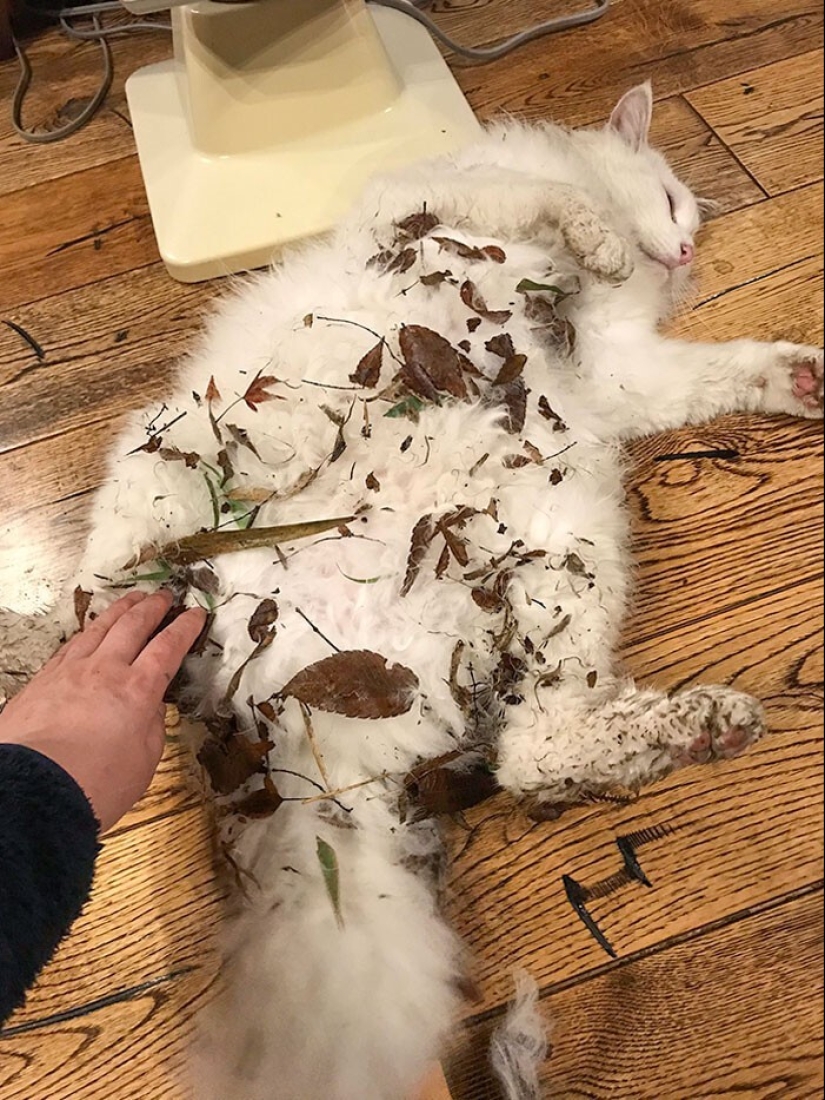 The very arrogance: cats who didn't care about the norms of good behavior