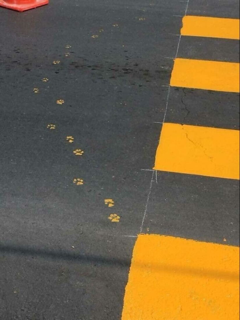 The very arrogance: cats who didn't care about the norms of good behavior