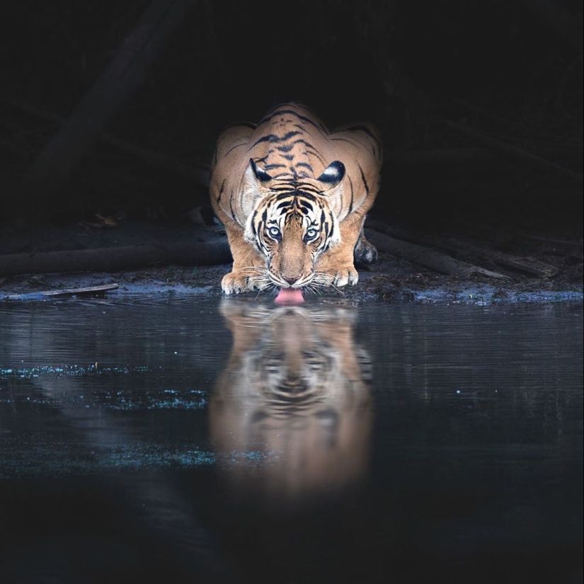 The wild beauty of big cats on pictures of Shaza Jung The wild beauty of big cats on pictures of Shaza Jung