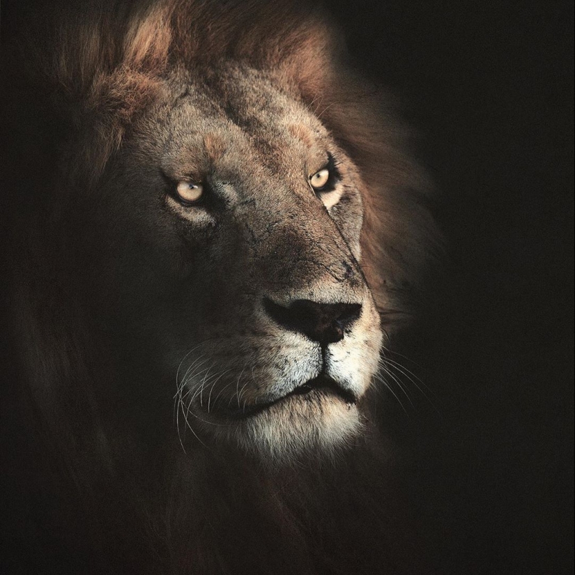 The wild beauty of big cats on pictures of Shaza Jung The wild beauty of big cats on pictures of Shaza Jung