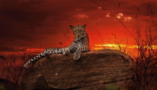 The Wild Side of Africa The Wild Side of Africa