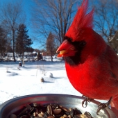 The woman baited the birds and makes stunning portraits while they eat