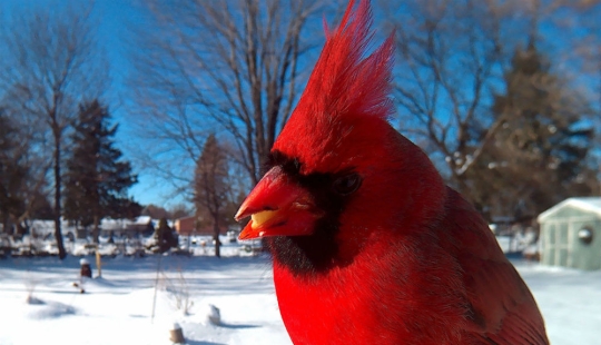 The woman baited the birds and makes stunning portraits while they eat