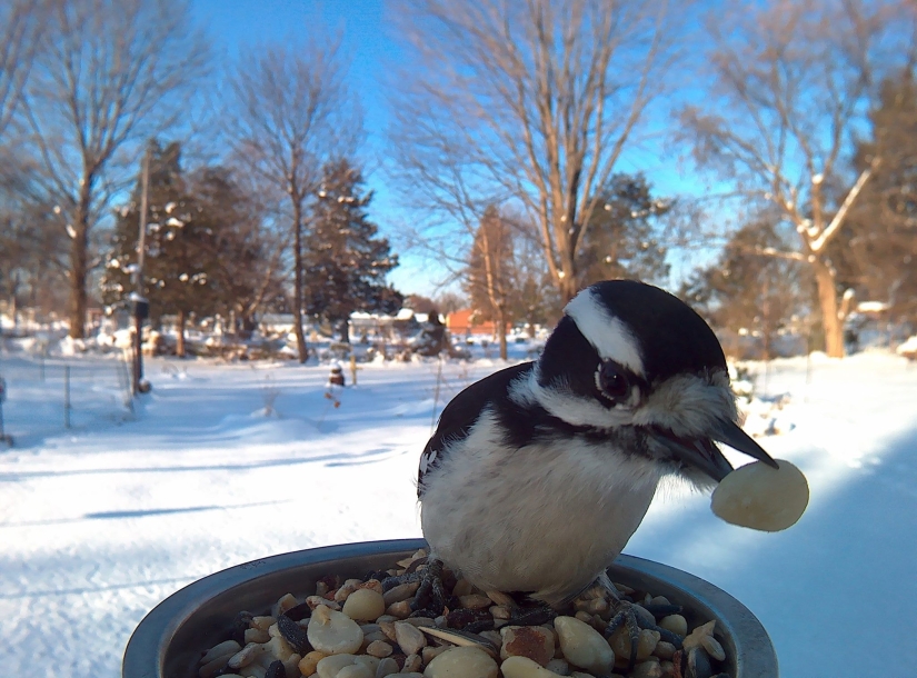 The woman baited the birds and makes stunning portraits while they eat The woman baited the birds and makes stunning portraits while they eat