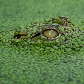 The wonders of disguise: can you find the animals that have hidden in the photos?