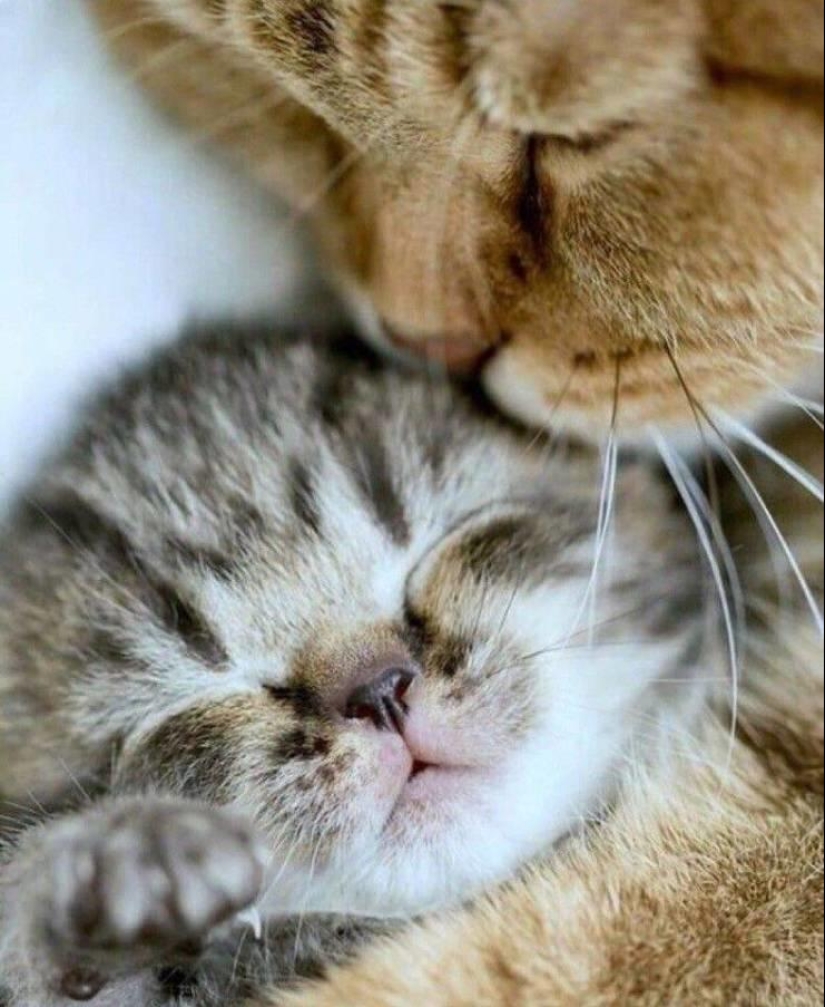 The world is better than you think: 35 emotional photos that prove it The world is better than you think: 35 emotional photos that prove it