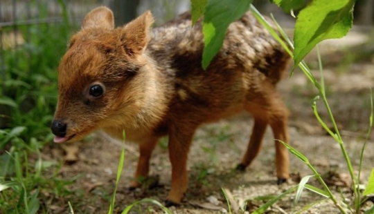 The world of mimic babies: who is pudu and what does he face with a codecode The world of mimic babies: who is pudu and what does he face with a codecode