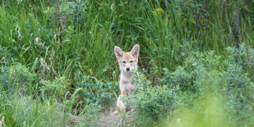 There are already more than a million of them: people have created a new predator that is taking over the northeast of the USA