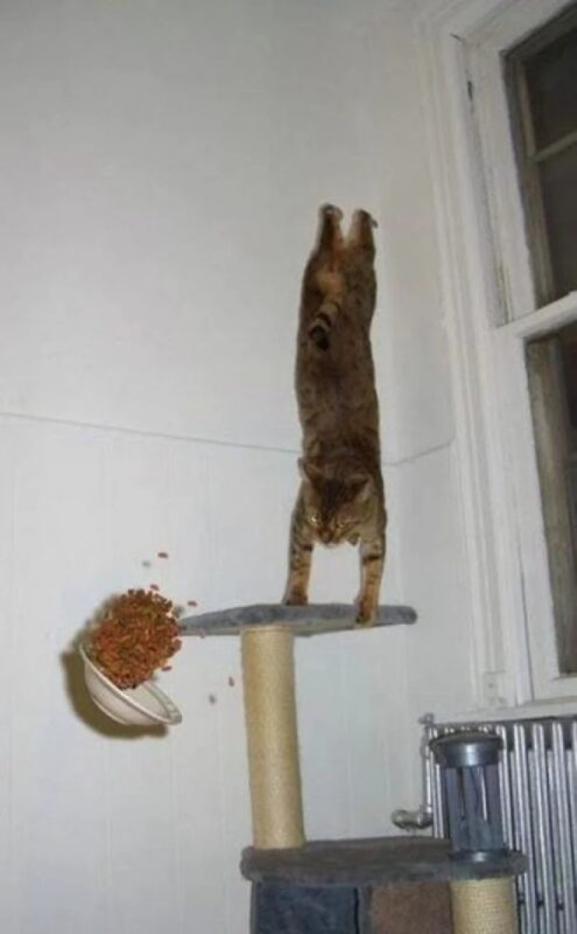 There is no attraction anymore: 30 cats who wanted to spit on the laws of physics