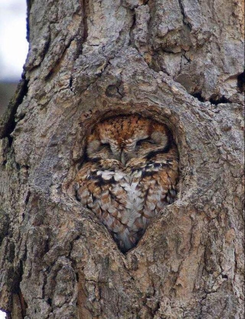 There is perfection in the world: 20 photographic delights for the eyes of a perfectionist