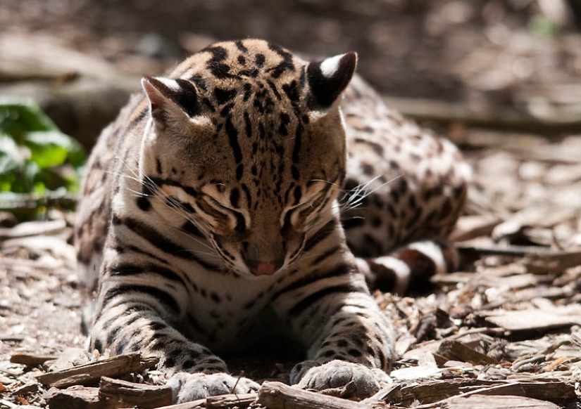 These adorable ocelots These adorable ocelots