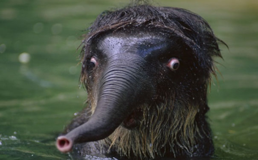 These animals will never become the stars of Animal Planet