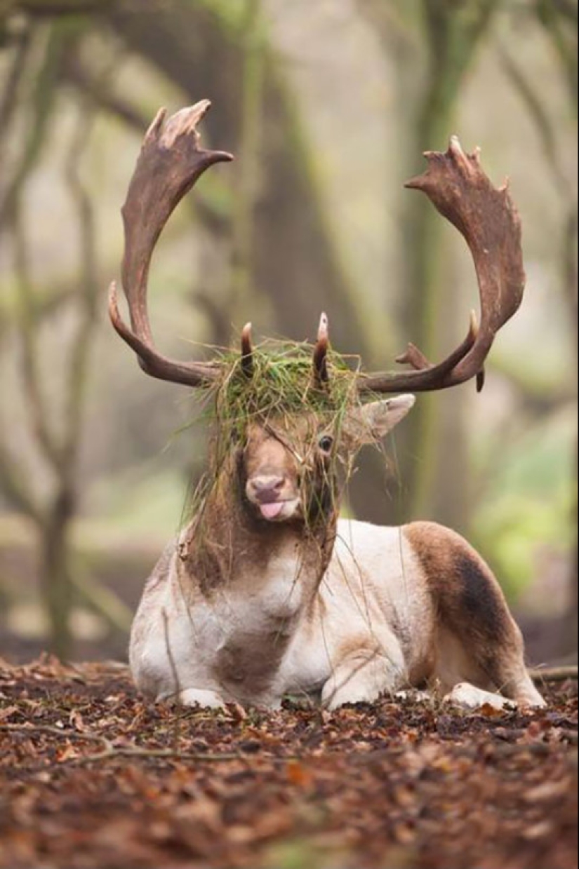 These animals will never become the stars of Animal Planet