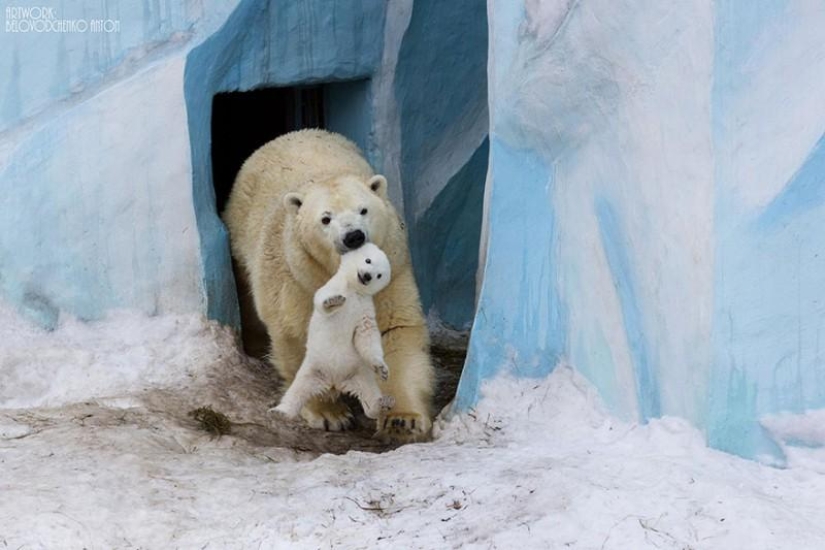 These animals will teach you to be good parents