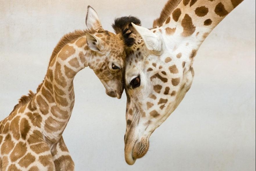 These animals will teach you to be good parents