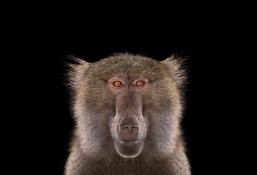 These portraits are simply fascinating! Eye to eye These portraits are simply fascinating! Eye to eye