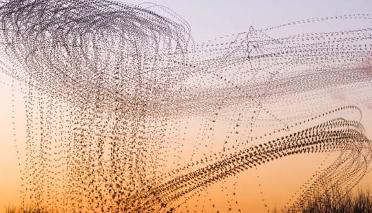 This Artist Captured 20 Mesmerizing Photos That Turn Bird Migration Into A Work Of Art