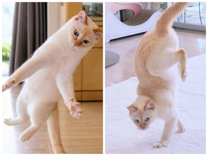 This cat from Japan dances much cooler than you, and here are 25 proofs This cat from Japan dances much cooler than you, and here are 25 proofs