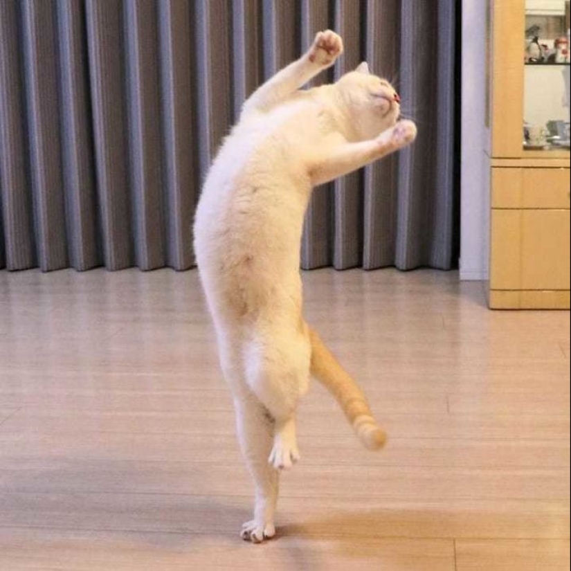 This cat from Japan dances much cooler than you, and here are 25 proofs This cat from Japan dances much cooler than you, and here are 25 proofs