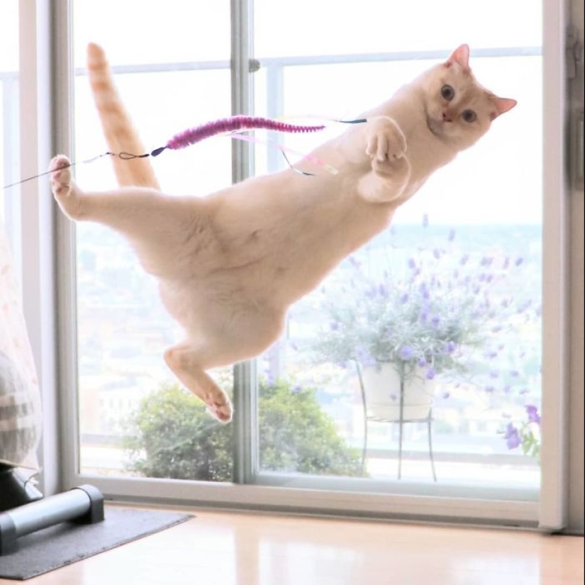 This cat from Japan dances much cooler than you, and here are 25 proofs This cat from Japan dances much cooler than you, and here are 25 proofs