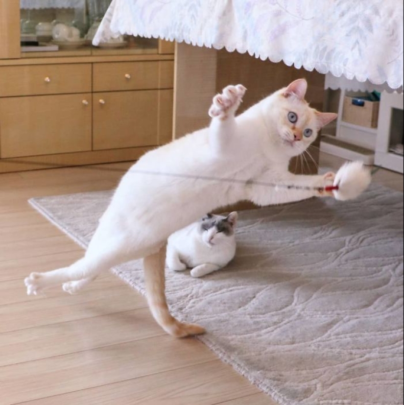 This cat from Japan dances much cooler than you, and here are 25 proofs This cat from Japan dances much cooler than you, and here are 25 proofs