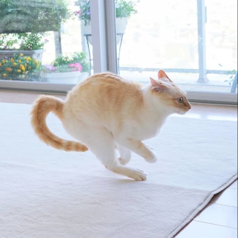 This cat from Japan dances much cooler than you, and here are 25 proofs This cat from Japan dances much cooler than you, and here are 25 proofs