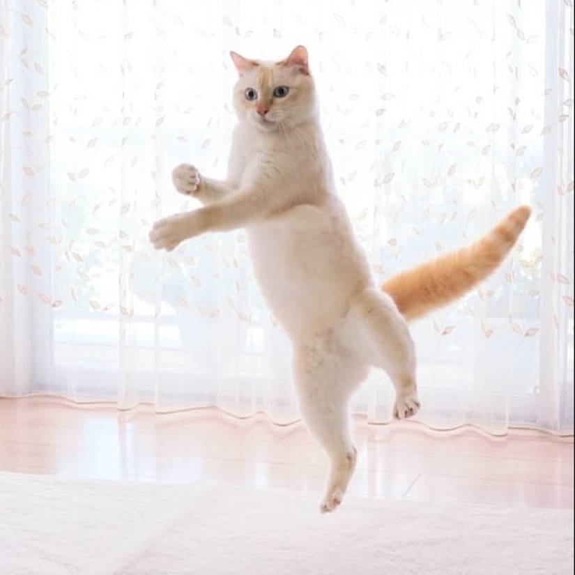 This cat from Japan dances much cooler than you, and here are 25 proofs This cat from Japan dances much cooler than you, and here are 25 proofs