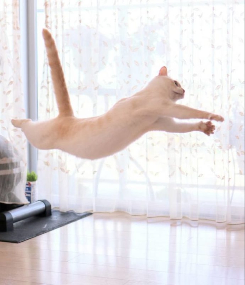 This cat from Japan dances much cooler than you, and here are 25 proofs This cat from Japan dances much cooler than you, and here are 25 proofs