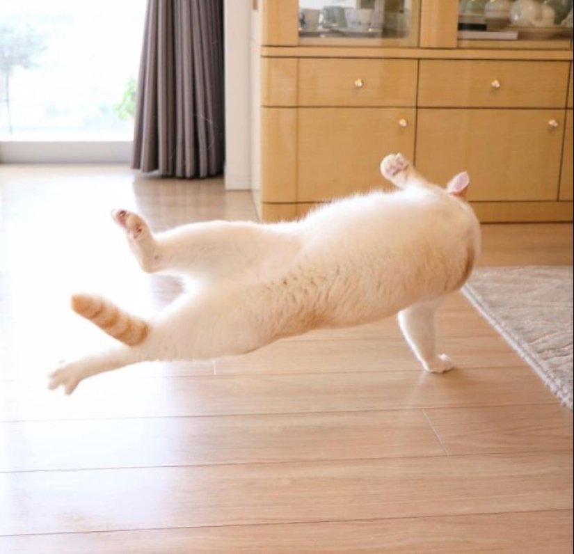 This cat from Japan dances much cooler than you, and here are 25 proofs This cat from Japan dances much cooler than you, and here are 25 proofs