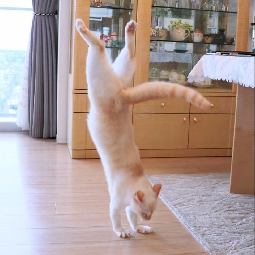 This cat from Japan dances much cooler than you, and here are 25 proofs This cat from Japan dances much cooler than you, and here are 25 proofs