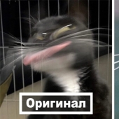 This is a must see: 50 amusing animal figures based on Internet memes