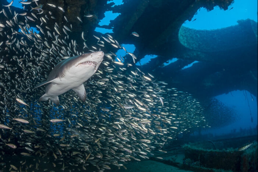 This Photographer Captures Nature’s Quiet Beauty Through His 19 Powerful Wildlife Photos This Photographer Captures Nature’s Quiet Beauty Through His 19 Powerful Wildlife Photos