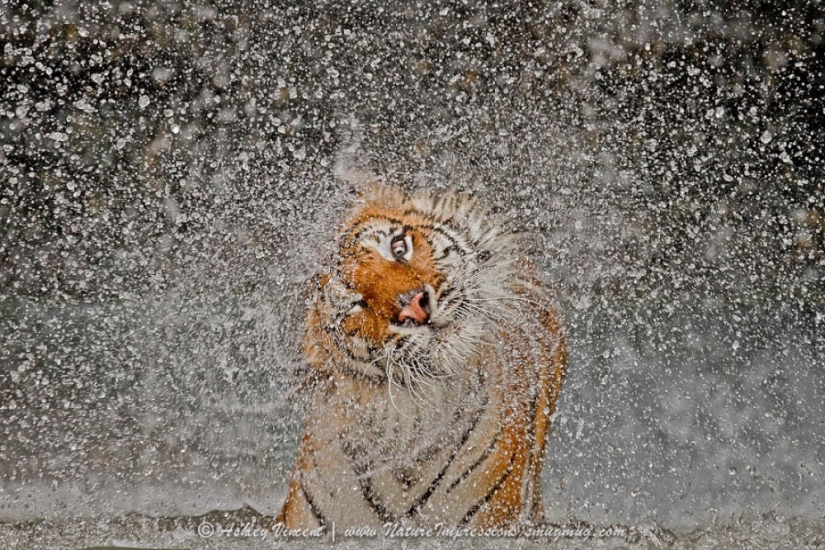 Tigers and their wild animal magnetism