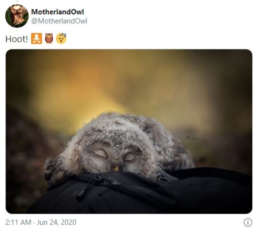 Tired owls are sleeping: it turns out that the owls are resting with their muzzle down Tired owls are sleeping: it turns out that the owls are resting with their muzzle down