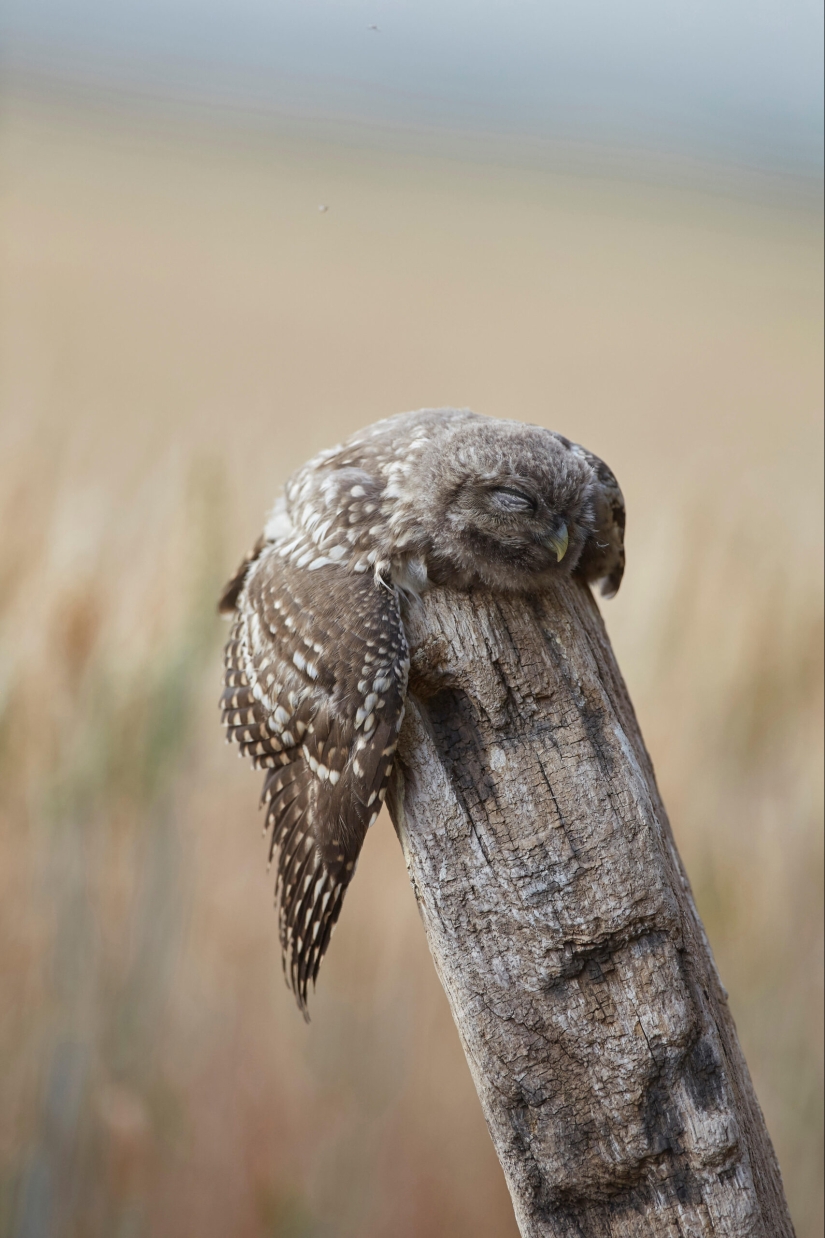 Tired owls are sleeping: it turns out that the owls are resting with their muzzle down Tired owls are sleeping: it turns out that the owls are resting with their muzzle down