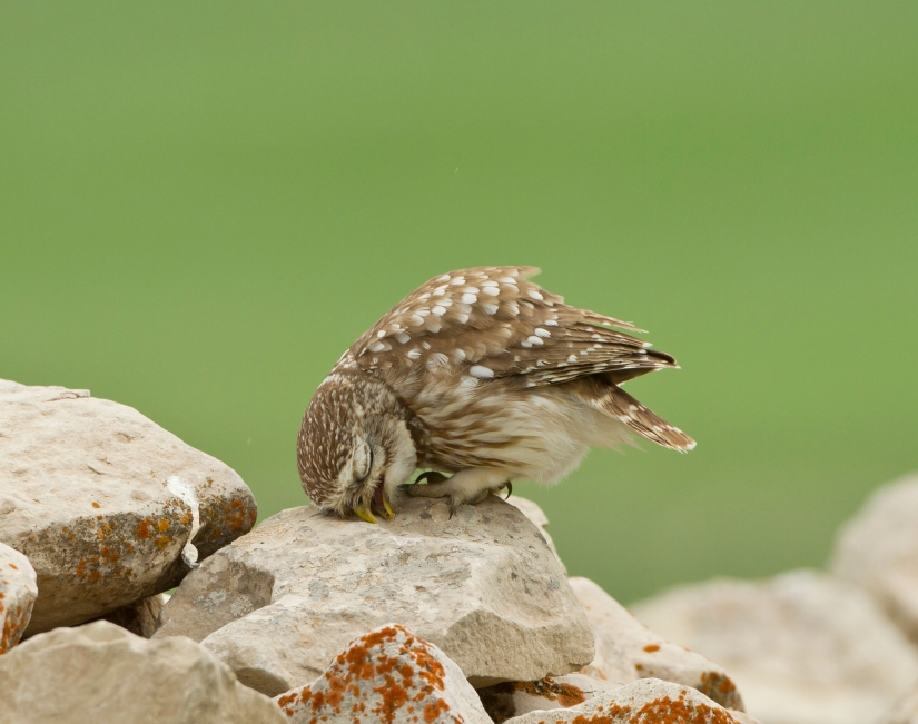 Tired owls are sleeping: it turns out that the owls are resting with their muzzle down Tired owls are sleeping: it turns out that the owls are resting with their muzzle down