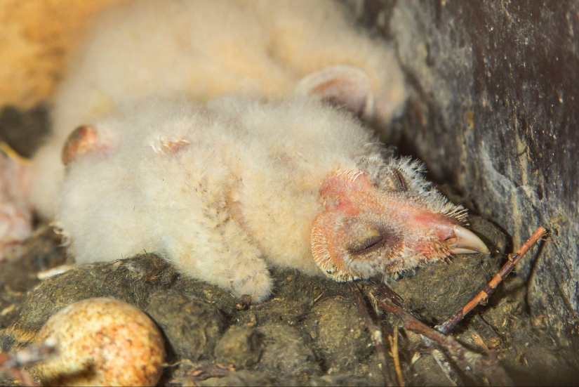 Tired owls are sleeping: it turns out that the owls are resting with their muzzle down Tired owls are sleeping: it turns out that the owls are resting with their muzzle down