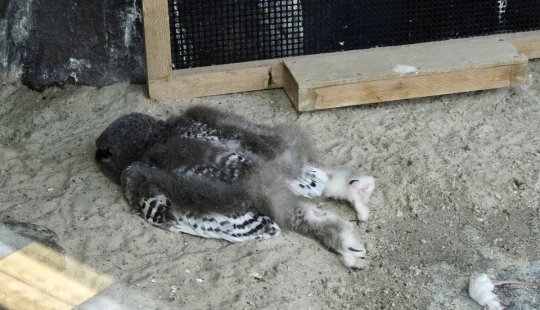 Tired owls are sleeping: it turns out that the owls are resting with their muzzle down