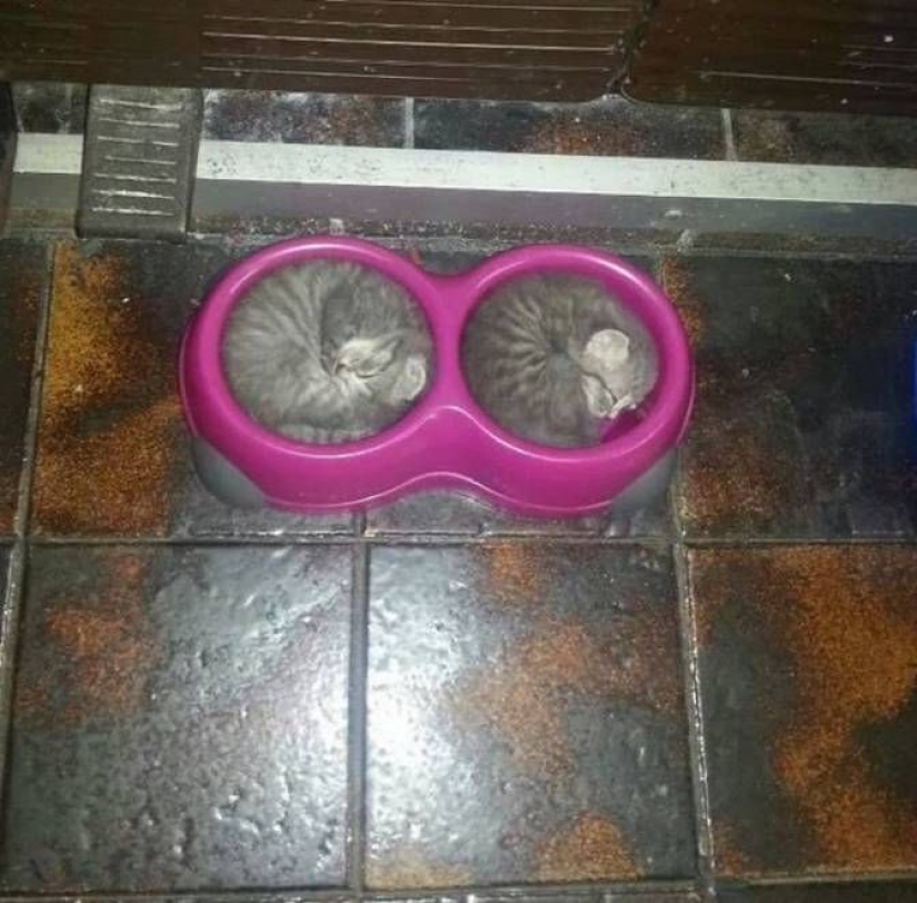 To the delight of the perfectionist: 18 photos, which is nothing to complain about To the delight of the perfectionist: 18 photos, which is nothing to complain about