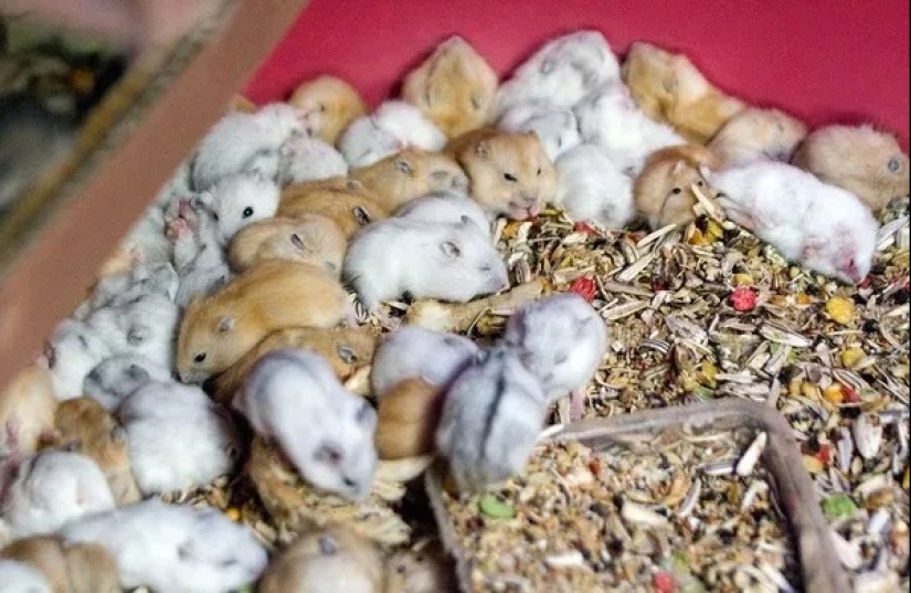 Top 10 most loving animals Top 10 most loving animals