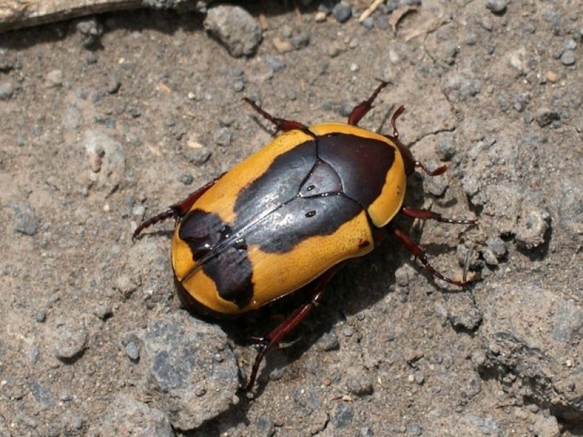 Top 10 most loving animals Top 10 most loving animals