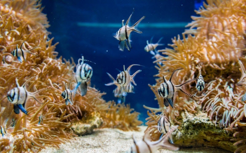 Top 15 most incredible sex laws from around the world